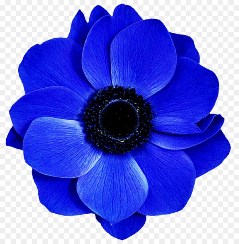 Анемона Кармель Блю