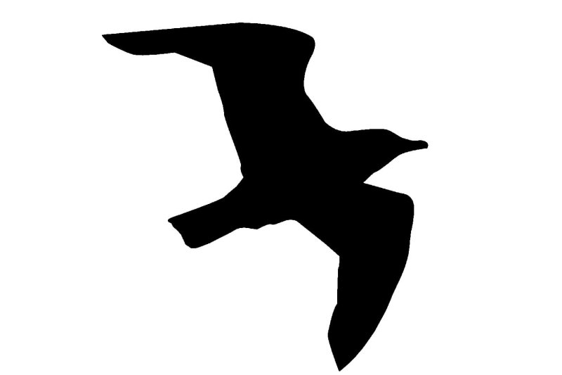 Трафарет Чайки