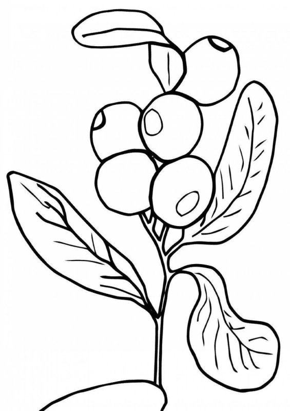 Клюква раскраска