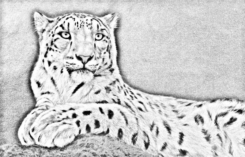 Снежный Барс рисунок