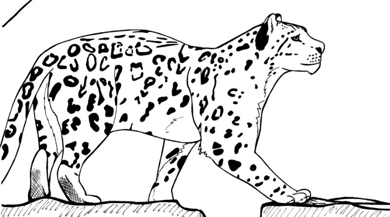 Снежный Барс картинка для детей раскраска