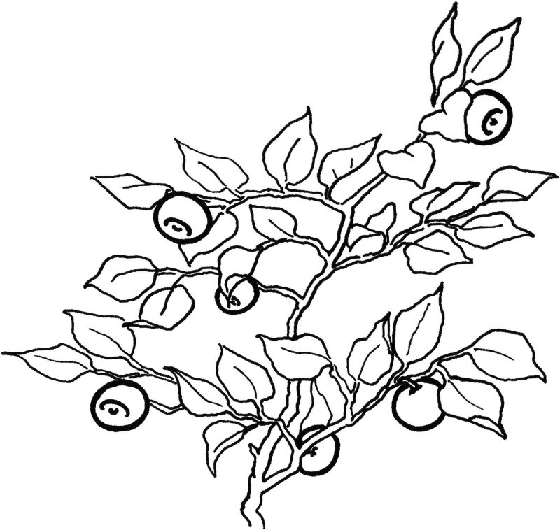 Ягодные кустарники раскраски