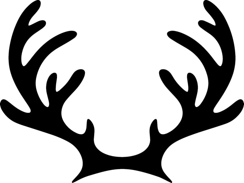 Рога оленя