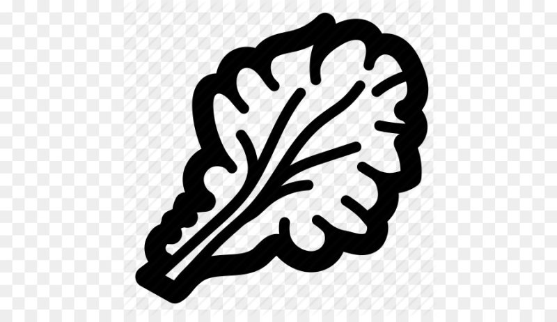 Лист салата вектор