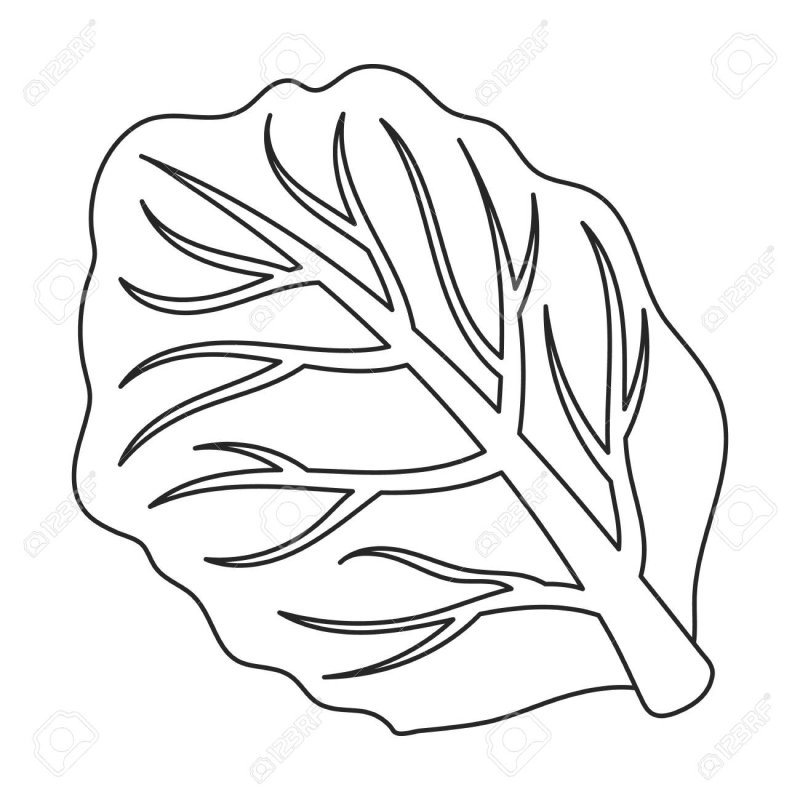 Капуста раскраска