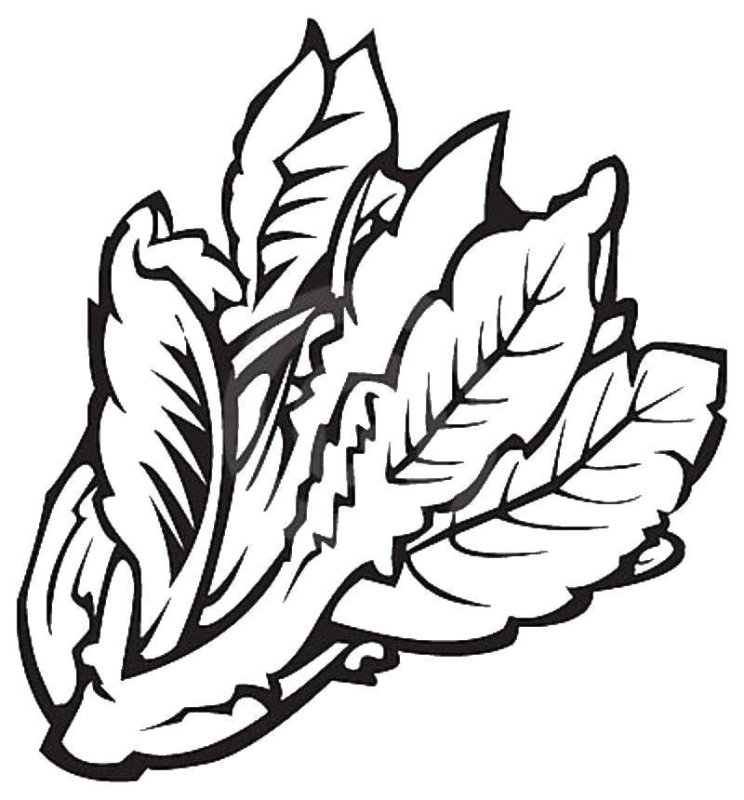 Лист салата раскраска