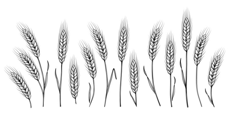 Колосья пшеницы