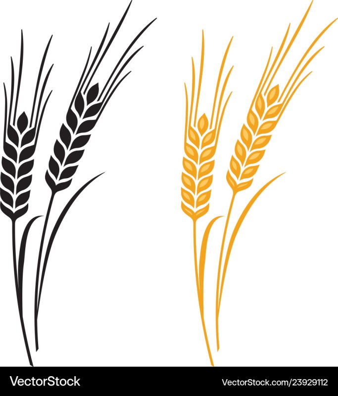 Нарисовать колосок пшеницы