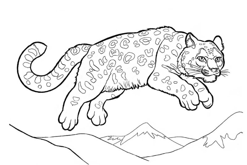 Ирбис раскраска