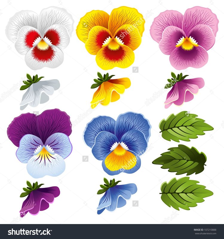 Цветочки фиалки для вырезания