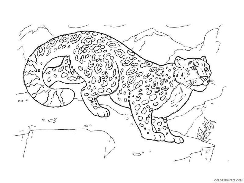 Животные красной книги России раскраска