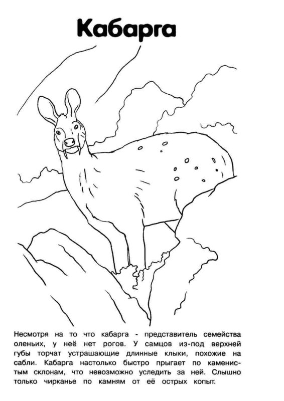 Красная книга раскраска