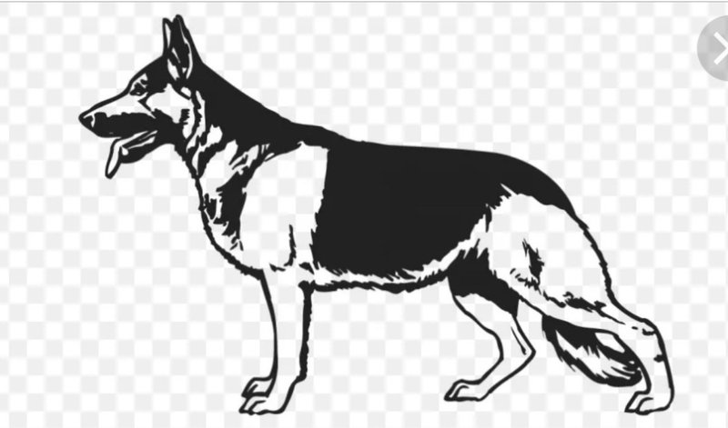 Восточно европейская овчарка вектор чб