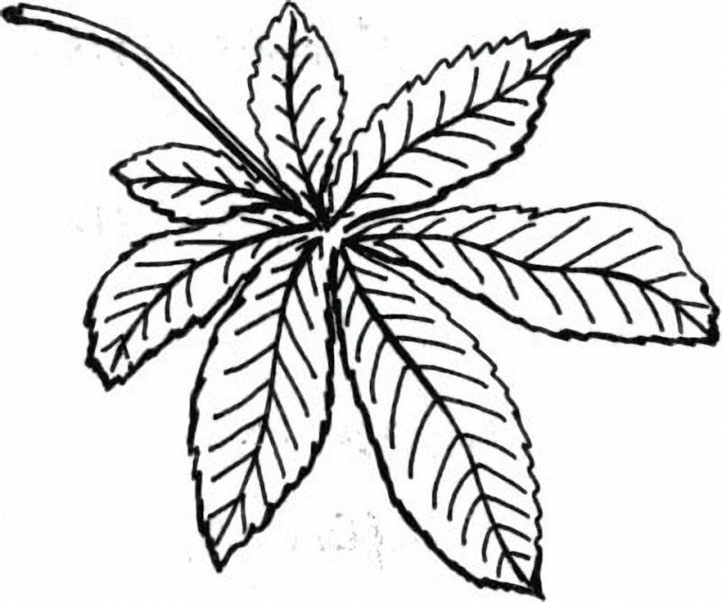 Каштановый лист трафарет