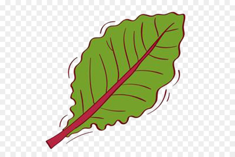 Листья свеклы шаблон