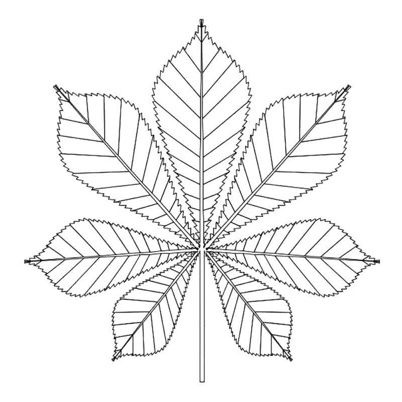 Листочки раскраска