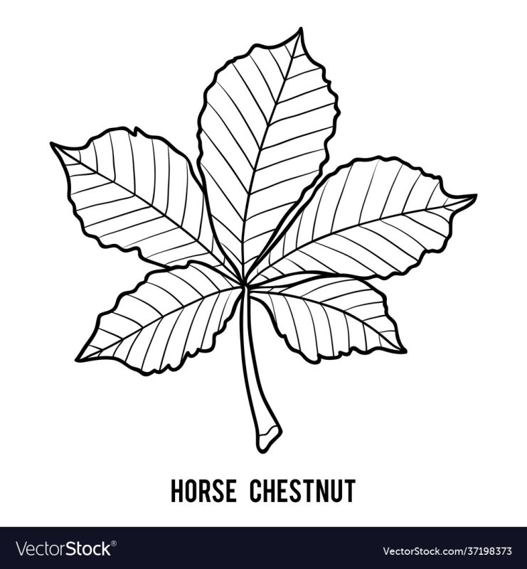 Лист каштана раскраска для детей