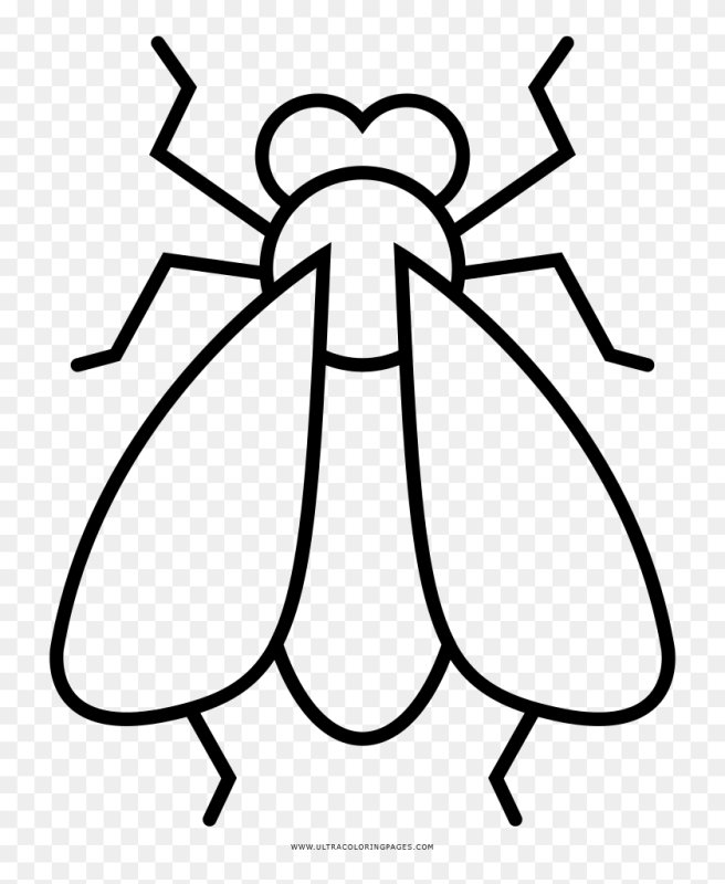 Муха раскраска