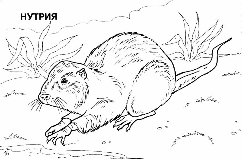 Животные красной книги раскраска