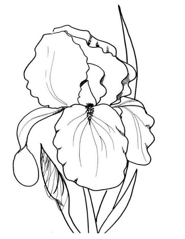 Раскраска Ирис цветок