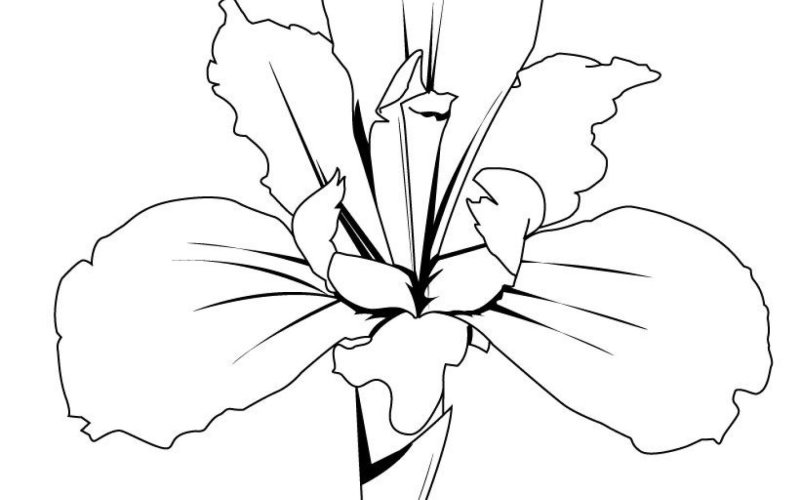 Раскраска Ирис цветок