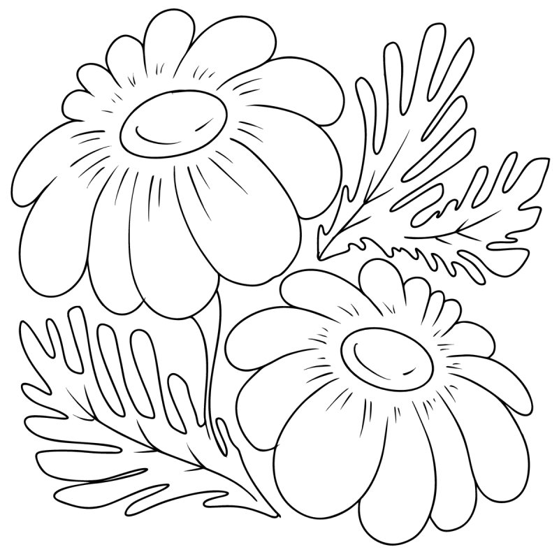 Рисунок ромашки для раскрашивания