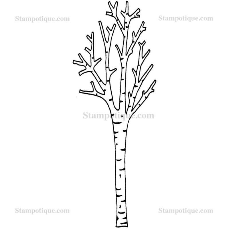 Береза без листьев