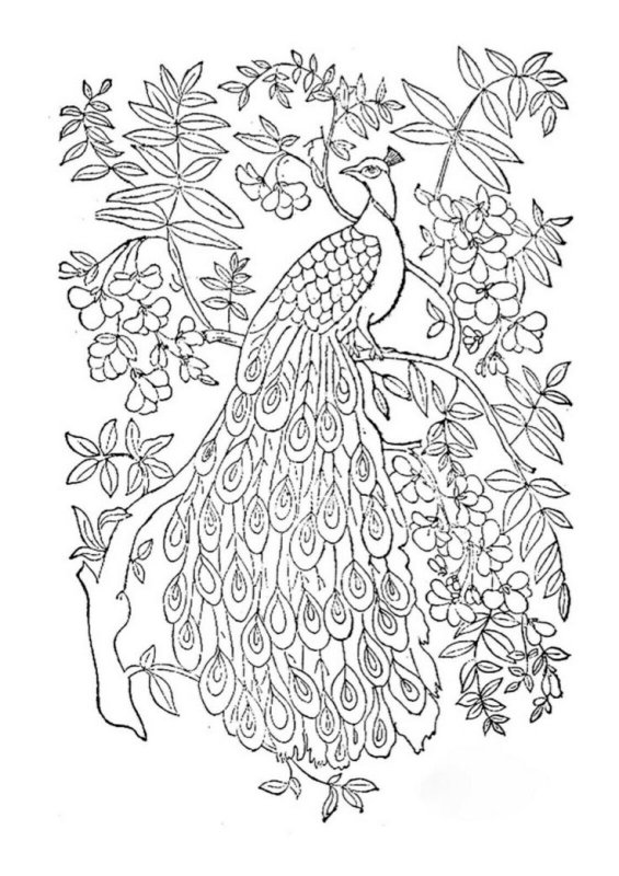 Трафареты павлинов