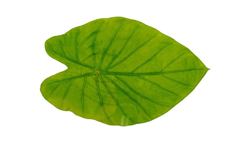 Лист кувшинки трафарет