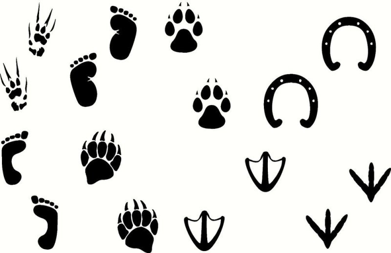 Следы животных для детей