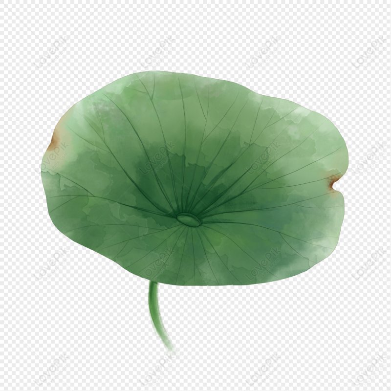 Лист лотоса вектор