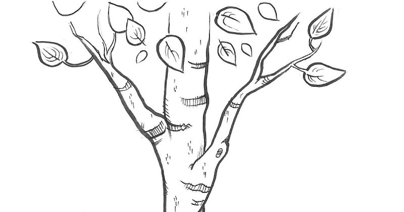 Раскраска дерево береза с листьями