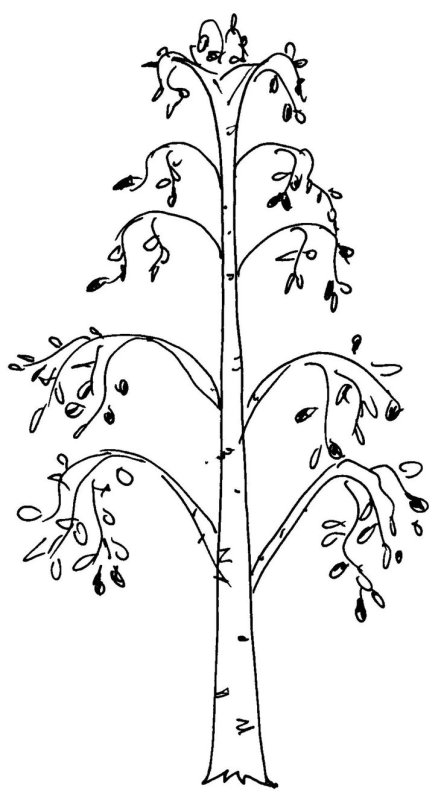 Береза карандашом