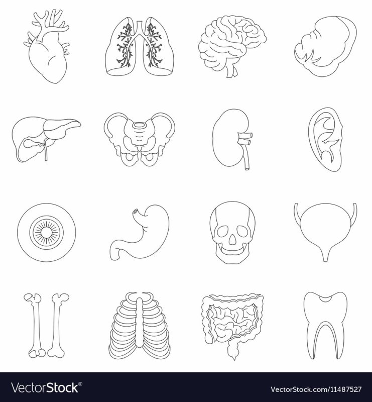 Трафарет человека с органами