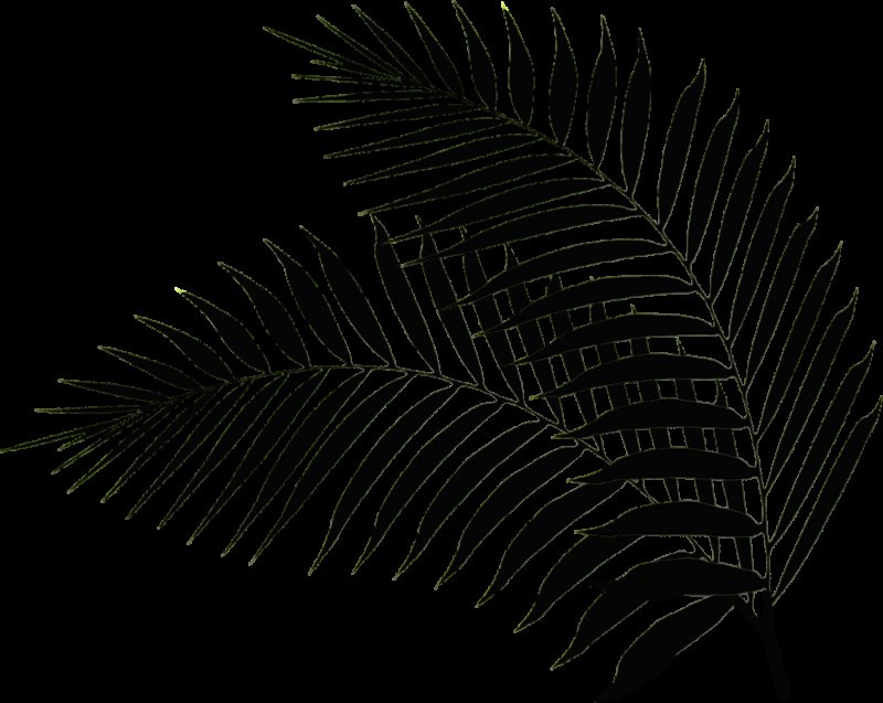 Веточка пальмы