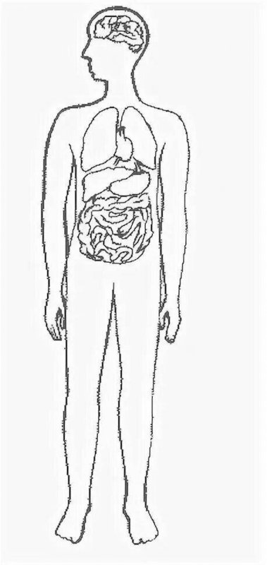 Контур человека с органами