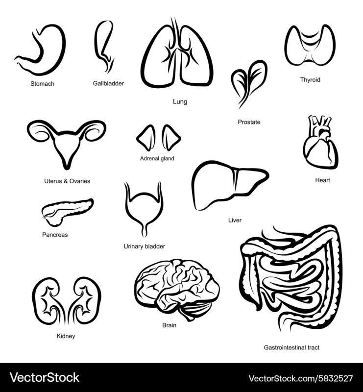 Трафареты органов человека для детей