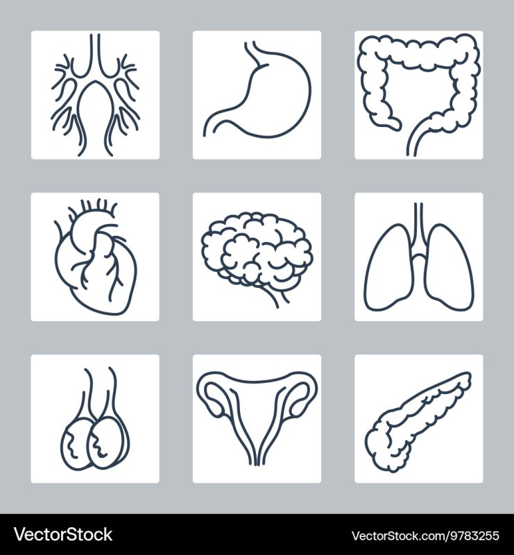 Трафареты органов человека для детей