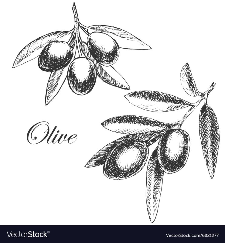 Ветка оливы