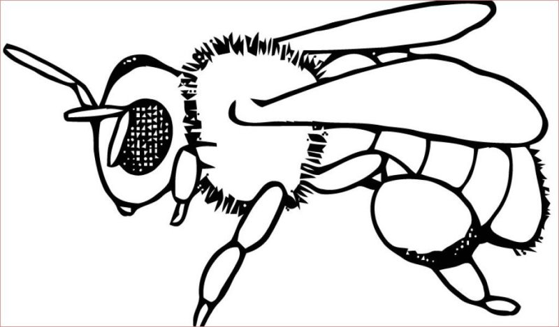 Пчела картинка для детей раскраска