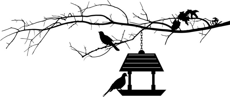 Ветка дерева с кормушкой