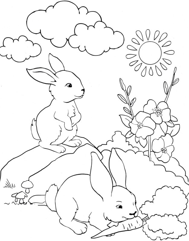 Заяц раскраска