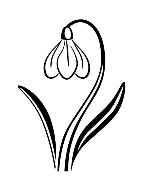 Подснежник раскраска