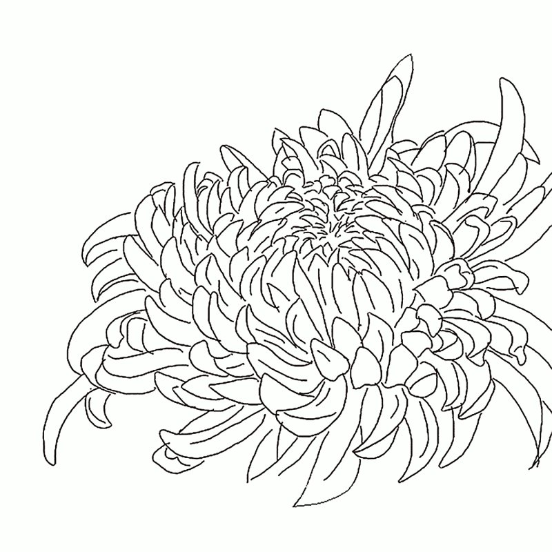 Хризантема японская раск