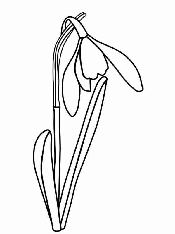 Подснежники раскраска для детей