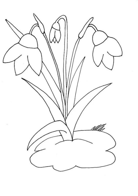 Первоцветы (подснежники, крокусы, гиацинты).