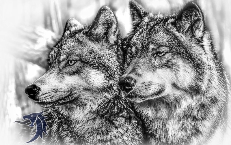 Эскизы волка для выжигания по дереву