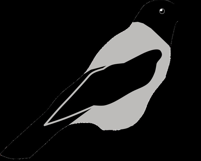 Сорока рисунок