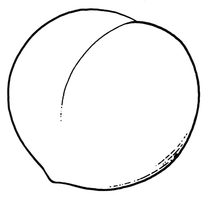 Персик раскраска