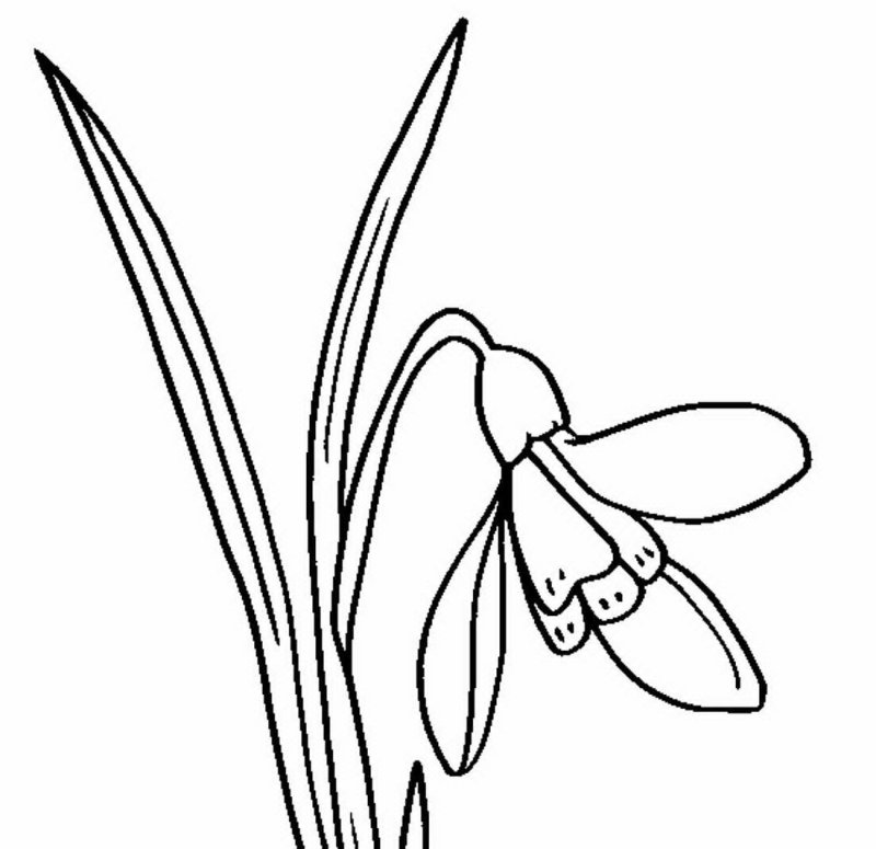 Подснежники раскраска для детей
